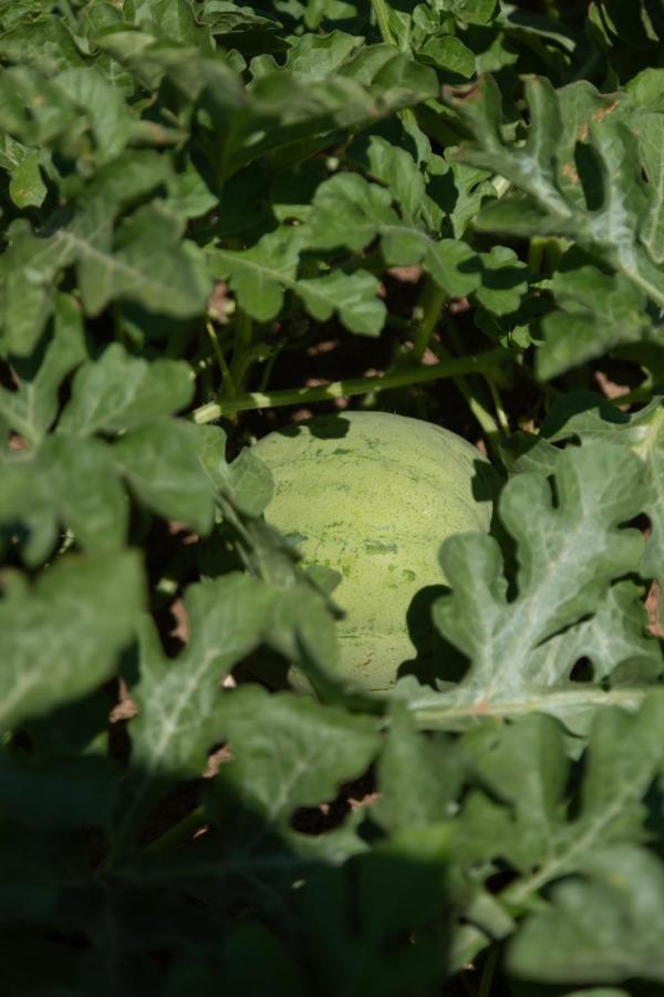 Leone Natural Ayvalik Luaran gambar